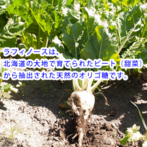 ラフィノースは、北海道の大地で育てられたビート（甜菜）から抽出された天然のオリゴ糖です。