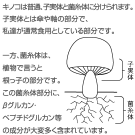菌糸体は根っこの部分でβグルカン、ペプチドグルカン等の成分が大変多く含まれています。