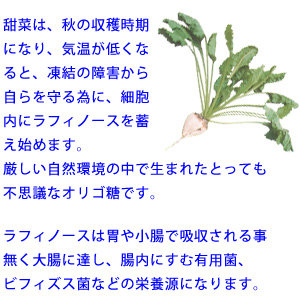 ビート（甜菜）は秋の収穫時期になり気温が低くなると、凍結の障害から自らを守る為に細胞内にラフィノースを蓄え始めます。厳しい自然環境の中で生まれたとっても不思議なオリゴ糖です。